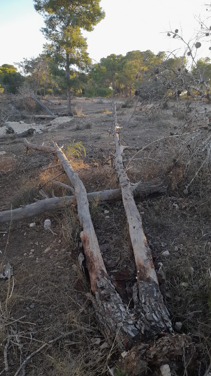 القلعة الكبرى.. غابة الزقوقو متنفّس بيئي ناله الإهمال وطالته يد العابثين 